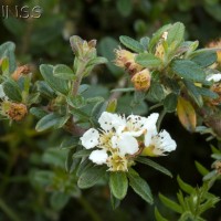 Cotoneaster